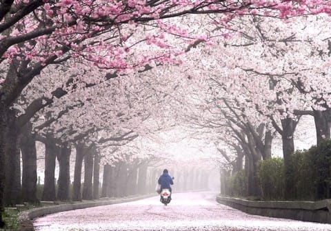 Kyoto less-crowded cherry blossom spots