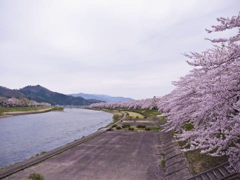 櫻花季才正要開始呢!東北六縣最佳賞櫻地點