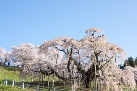 櫻花季才正要開始呢!東北六縣最佳賞櫻地點