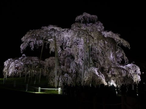 櫻花季才正要開始呢!東北六縣最佳賞櫻地點