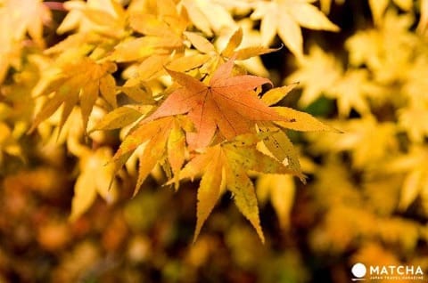 上野公園完全指南。園內的設施與看點大解說