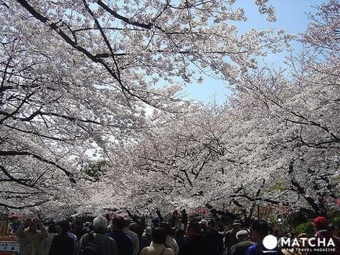 上野公園完全指南。園內的設施與看點大解說