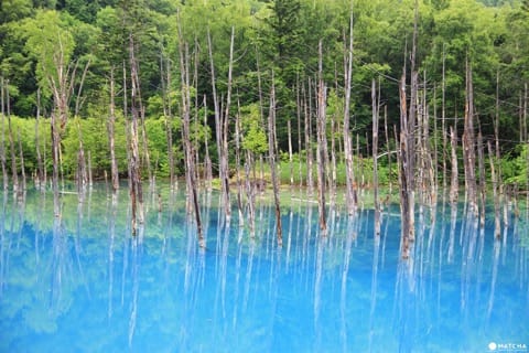 Shirogane Blue Pond