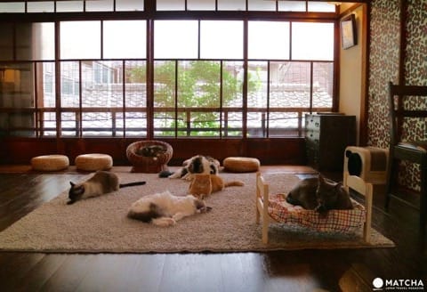 築100年を超える京町家でゆったりと暮らすネコたち@キャットアパートメントコーヒー