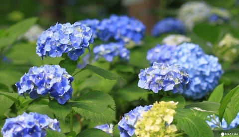Hydrangea Festival in Toshimaen