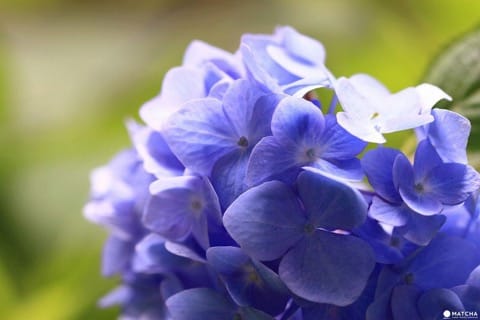 Hydrangea Festival in Toshimaen
