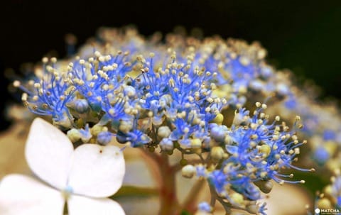 Hydrangea Festival in Toshimaen