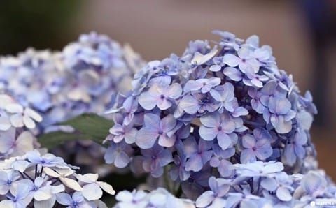 Hydrangea Festival in Toshimaen
