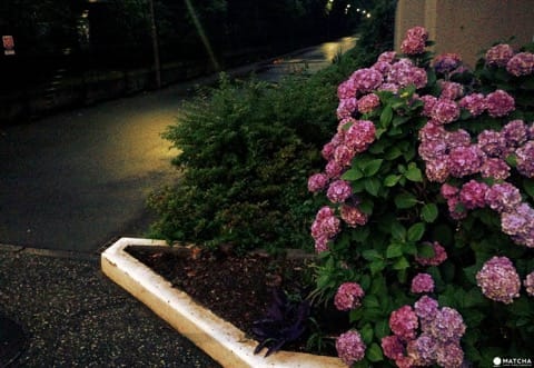 Hydrangea Festival in Toshimaen