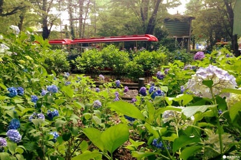Hydrangea Festival in Toshimaen