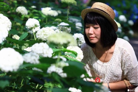 Hydrangea Festival in Toshimaen