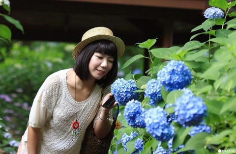 Hydrangea Festival in Toshimaen