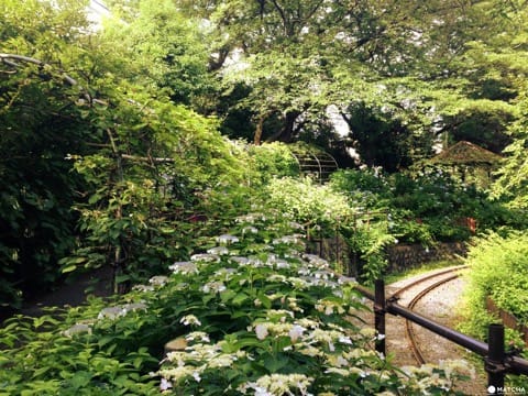 Hydrangea Festival in Toshimaen