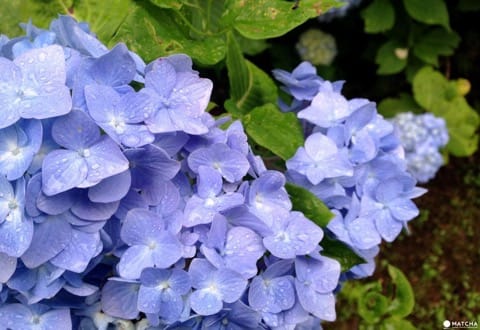 Hydrangea Festival in Toshimaen