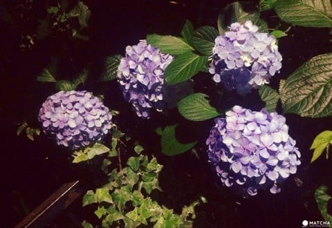 Hydrangea Festival in Toshimaen