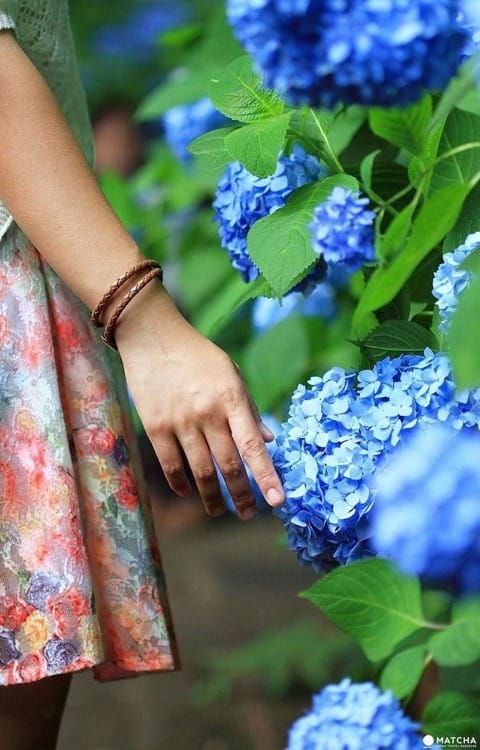 Hydrangea Festival In Toshimaen: A Flower Paradise In The Rainy Season
