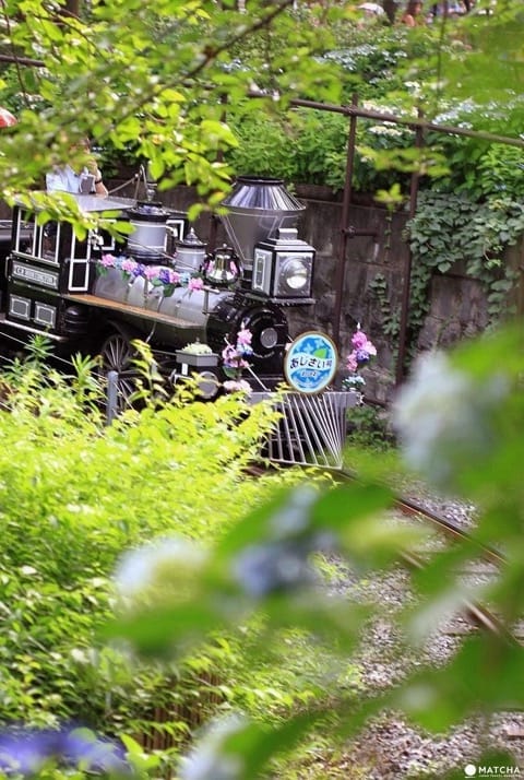 Hydrangea Festival In Toshimaen: A Flower Paradise In The Rainy Season