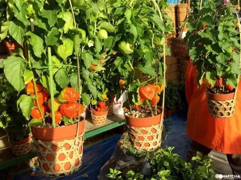 東京夏日風物詩 入谷牽牛花 淺草酸漿 來逛東京下町花市集 Matcha 日本線上旅遊觀光雜誌