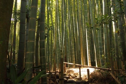 Kamakura Guide: How To Get Around, Sightseeing, Dining And More!