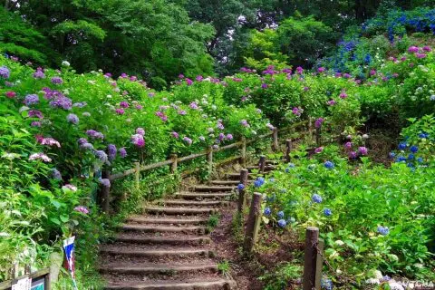 Gomadoyama Ajisaien Garden: 30,000 Hydrangeas Blooming In