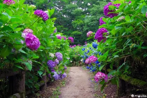 Gomadoyama Ajisaien Garden: 30,000 Hydrangeas Blooming In