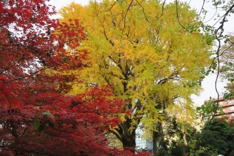 See The Vivid Colors Of Autumn In Tokyo: 4 Best Spots
