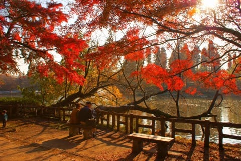 井の頭公園