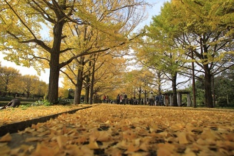 昭和記念公園
