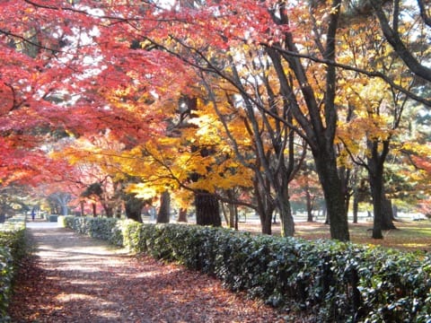京都御苑