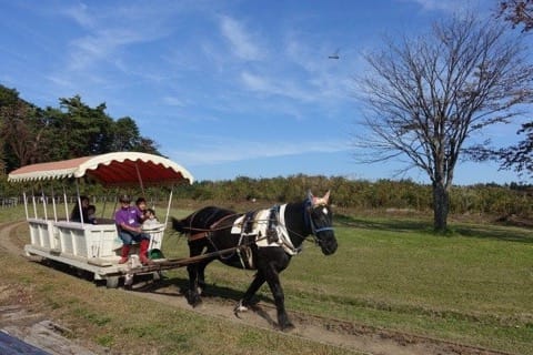 東北三縣 秋日充電の旅 (四) / 青森、岩手、秋田