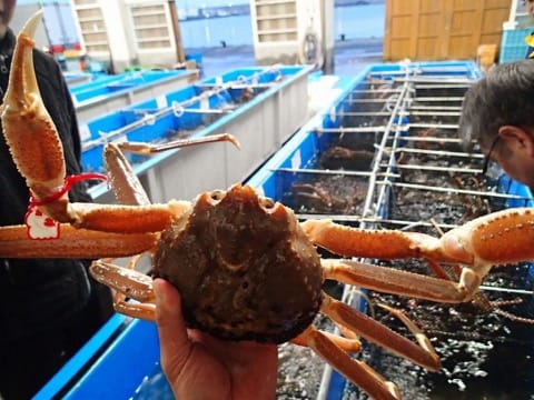 Tottori Crab Festival
