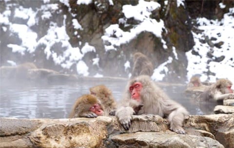 Wild Animals In Japan!? Where Can You Find Them?