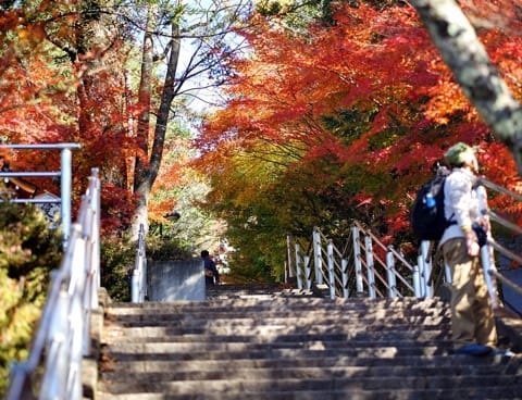 Fall in love with Mt Fuji