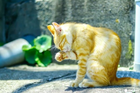 相岛(猫が手を舐める)