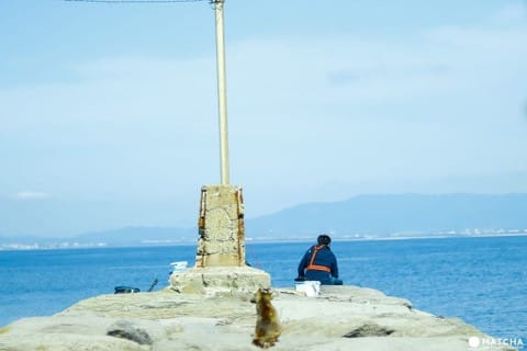 相岛(钓り人と猫)