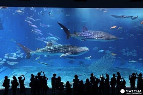 沖繩水族館