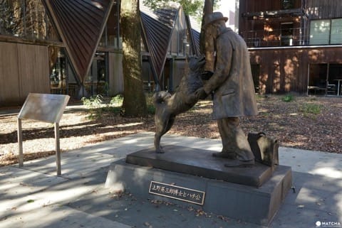 5 Places Related To Hachiko - Follow The Pawsteps Of The Famous Dog!
