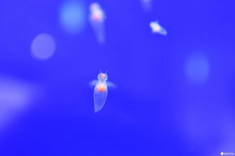天使魚