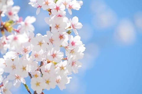 2018年賞櫻櫻花預測期