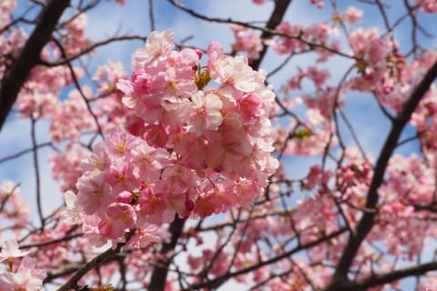 河津川河津樱花