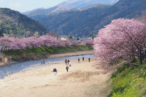 日本最早樱花!东京近郊静冈河津樱