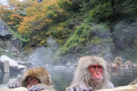冬には温泉に入る姿も⁉長野県「地獄谷野猿公苑」へニホンザルに会いに行こう!