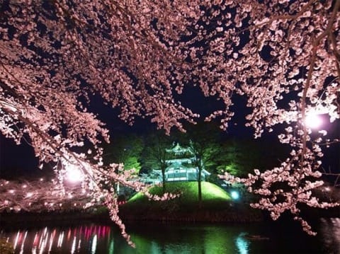 高田公園 夜桜