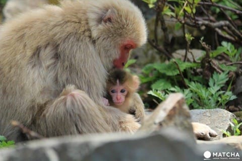 冬には温泉に入る姿も⁉長野県「地獄谷野猿公苑」へニホンザルに会いに行こう!