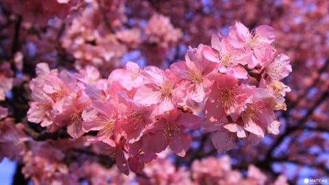 15 Cherry Blossom Viewing Spots In Tokyo That You Just Have To See!