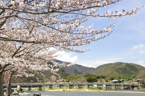 京都の桜を満喫!花見のベストスポット15と楽しむためのヒント