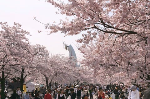 太陽の塔 桜