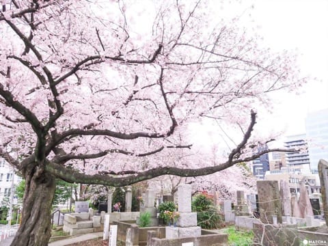青山霊園