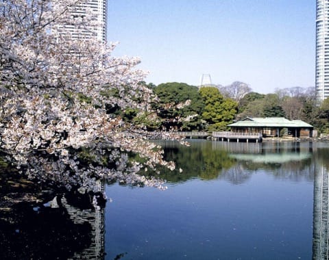 浜離宮恩賜庭園(桜)