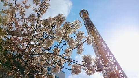 花やしき(桜)